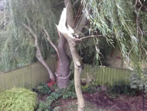 Storm damaged willow removing bow, supported by ropes to control for safety while working