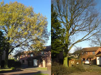 Before and after tree work in Middlesbrough