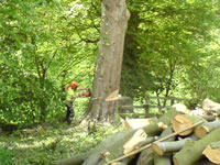 Felling large beech tree, Whitby