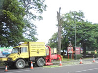 Roadside tree work, Northallerton