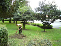 Tree planting as part of a landscaping scheme, Northallerton